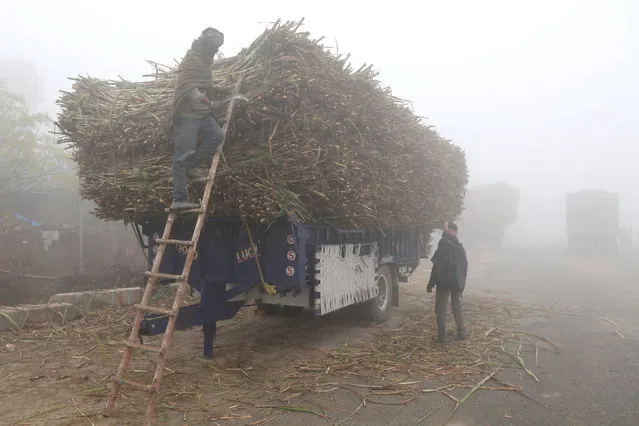 A farmer cuts dried-up sugarcane loaded on a parked trolley alongside a road on a foggy winter morning in Jalandhar, January 2, 2018. (Photo by Mukesh Gupta/Reuters)