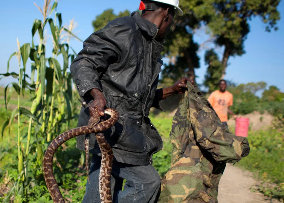 Daily Life of Snake Handler in Haiti