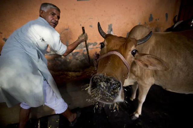 In this Friday, October 9, 2015 photo, a worker feeds cows at a 'Gaushala' or shelter for cattle, in New Delhi, India. Cows have long been sacred to Hindus, worshipped as a mother figure and associated since ancient times with the god Krishna. But increasingly, cows are also becoming a tool of political parties, an electioneering code word and a rallying cry for both Hindu nationalists and their opponents. (Photo by Saurabh Das/AP Photo)