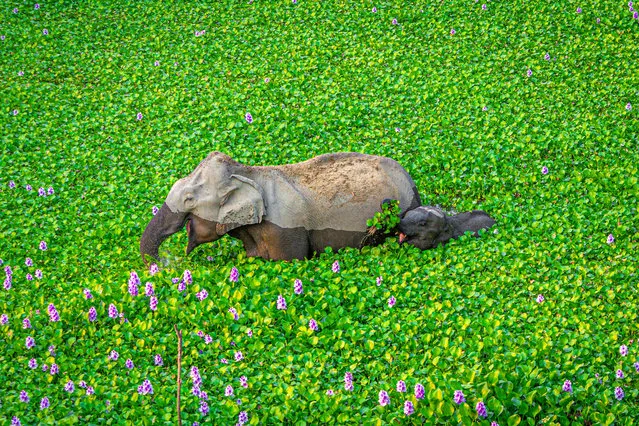Wait up Mommy, look what I got for you! Kaziranga, India. “At the Kaziranga national park, this elephant mother and calf seemed completely oblivious to our jeep and went about their stroll through the pond. The mom seemed to be giving her calf lessons on eating the hyacinth: select a lush green bunch, rip them out from the root, pound the stems against the trunk to remove the mud and then swallow whole. The calf looked like she was thoroughly enjoying the lesson and duly followed her mother’s every move”. (Photo by Kunal Gupta/Comedy Wildlife Photography Awards 2020)