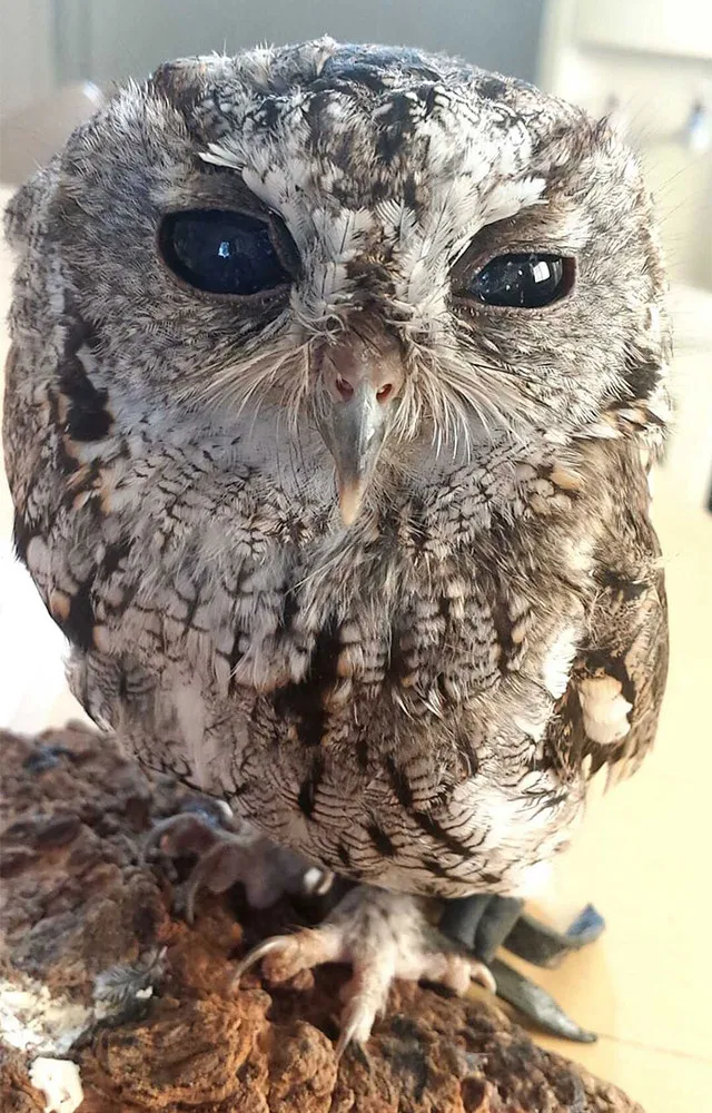 The Blind Owl with Stars Eyes