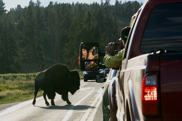 A visitor looks at a bison on a road in the Hayden Valley of Yellowstone National Park, Wyoming, U.S. July 5, 2025. (Photo by Kaylee Greenlee/Reuters)