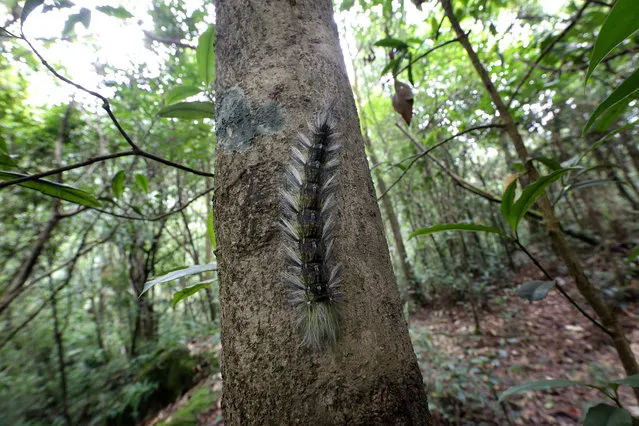 A picture made available on 16 September 2016 shows a Black hairy Caterpillar on a tree at the rain forest in the Cherrapunji, Meghalaya, India, 26 August 2016. Cherrapunji might have lost its title of the “wettest place on earth” to nearby Mawsynram by a few mm but it definitely retains its charms as a monsoon paradise with a quite a few titles to its name. Situated in the north eastern state of Meghalaya whose name itself means “abode of rain” Cherrapunjee is bursting at the seams with monsoon magic. (Photo by Harish Tyagi/EPA)