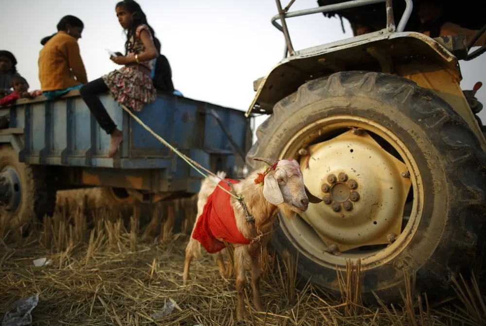 Gadhimai Festival in Nepal