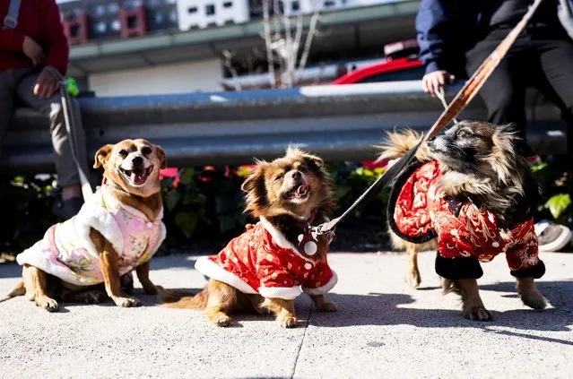 Dogs Lizzie, William and Kathy attend the 124th annual Golden Dragon Lunar New Year Parade in Los Angeles, California, U.S., January 28, 2023. (Photo by Aude Guerrucci/Reuters)