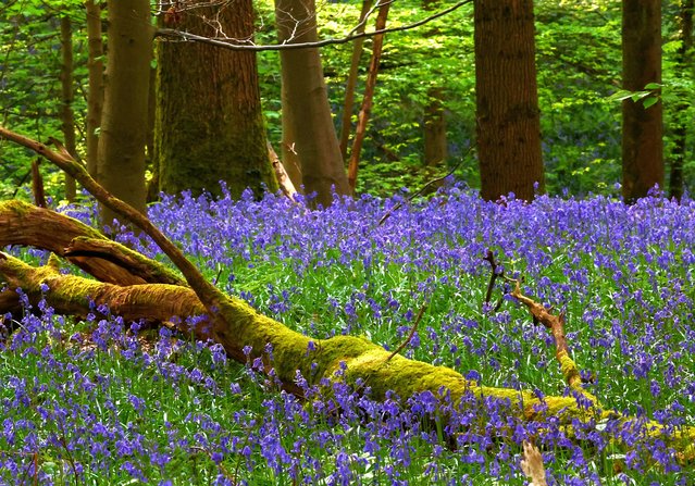 Wild bluebells, which bloom around mid-April turning the forest floor blue, form a carpet in the Hallerbos, also known as the “Blue Forest”, in Halle, near Brussels, Belgium on April 12, 2024. (Photo by Yves Herman/Reuters)