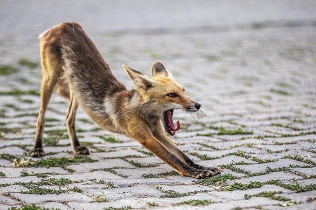 A fox yawns at the police lodge in Ercis district, where it comes every evening, in Van, Turkiye, on August 16, 2025. (Photo by Necmettin Karaca/Anadolu via Getty Images)