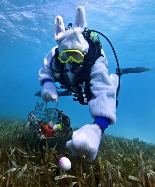 Spencer Slate, costumed as a scuba-diving Easter bunny, is shown in this handout photo provided by the Florida Keys News Bureau as he hides eggs amid eel grass, in the Florida Keys National Marine Sanctuary off Key Largo, Florida March 31, 2013. About 80 adults and children participated in an Underwater Easter Egg Hunt, seeking real hard-boiled eggs painted with non-toxic food coloring to avoid adverse effects on the marine ecosystem. (Photo by Bob Care/Reuters/Florida Keys News Bureau)