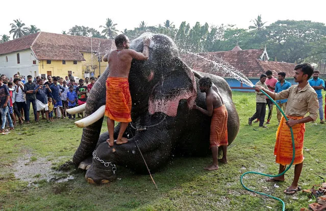 Mahouts bathe an elephant at a temple on the outskirts of Kochi, India, March 27, 2018. (Photo by Sivaram V/Reuters)