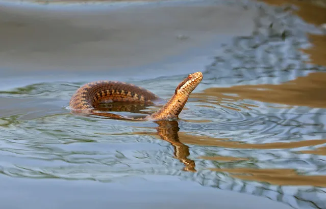 A rare sighting of an adder swimming in Norfolk’s Hickling Broad national nature reserve, England. It is perhaps trying to keep cool. (Photo by Lynne Warner/Norfolk Wildlife Trust)