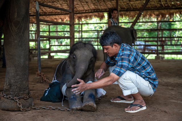 Veterinarian Myo Min Aung (R) takes care of ten-month old injured baby elephant Kyaw Pearl (C) at Wingabaw Elephant Camp in Phayargyi in Myanmar's Bago region on June 24, 2025. (Photo by Sai Aung Main/AFP Photo)