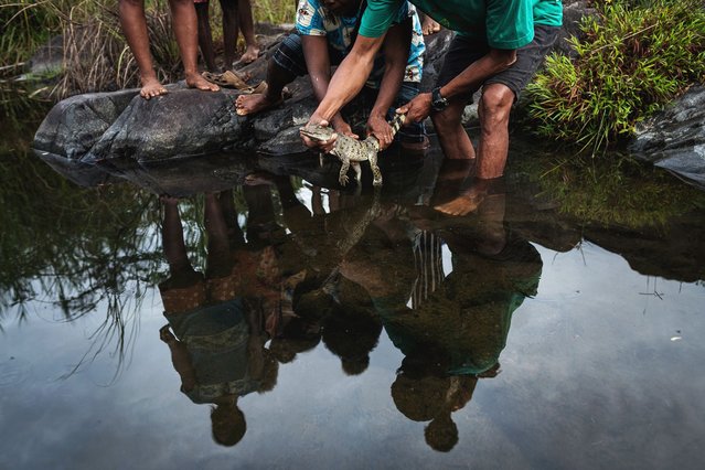 The local community of Dunoy is releasing a juvenile specimen in a small creek adjacent to the Disulap River. The release of juvenile crocodiles into the wild represents the culminating phase of the Head Start programme, which seeks to enhance hatchling survival rates and facilitate the recovery of the Philippine crocodile population. Crocodiles serve as a keystone species in freshwater ecosystems. (Photo by Giacomo d’Orlando/Siena awards festival 2025)