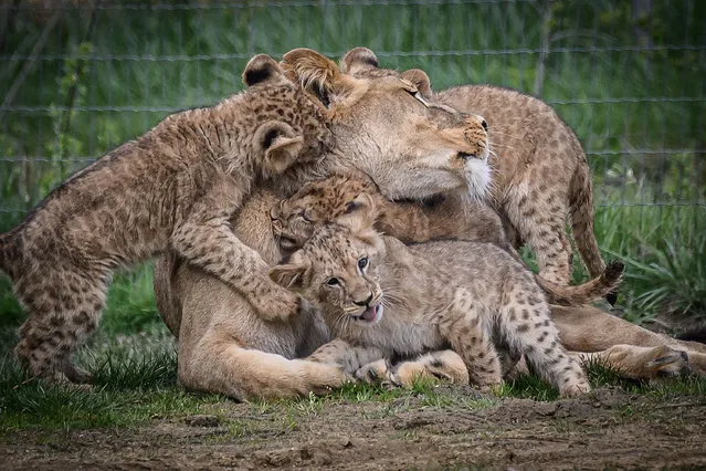 A lioness cares for her newborn cubs as they enjoy the outdoors for the first time, at the “Planete Sauvage” zoological park in Port-Saint-Pere, outside Nantes, western France, on March 29, 2023. (Photo by Loic Venance/AFP Photo)