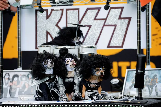 Dogs dressed up like the rock band Kiss take part during the annual halloween dog parade at Manhattan's Tompkins Square Park in New York, U.S. October 22, 2016. (Photo by Eduardo Munoz/Reuters)