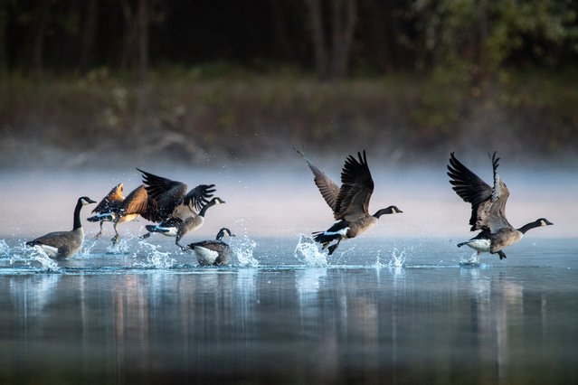Canada geese take flight just after sunrise at the Oxbow Nature Conservancy in Lawrenceburg, Indiana, on October 23, 2025. (Photo by Jason Whitman/NurPhoto/Rex Features/Shutterstock)