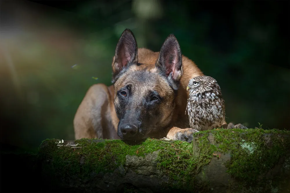 Friendship of a Dog and an Owl