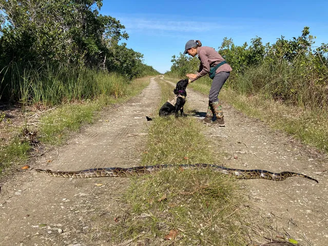 Dog-handler Paula Ziadi instructs Truman after he tracked down an 8ft python in Miami-Dade County, Florida, USA. The Florida Fish and Wildlife Conservation Commission is beginning a new programme to use dogs to sniff out invasive pythons. (Photo by Florida Fish and Wildlife Conservation Commission/AP Photo)