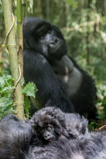 Just 880 critically endangered mountain gorillas remain in the wild, facing threats of habitat destruction and human-wildlife conflict. (Photo by Paul Goldstein/Exodus/Rex Features/Shutterstock)