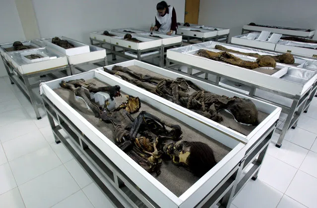 Chinchorro mummies are seen inside Azapa's San Miguel Museum in Arica city, north Santiago in this October 27, 2005 file picture. (Photo by Ivan Alvarado/Reuters)