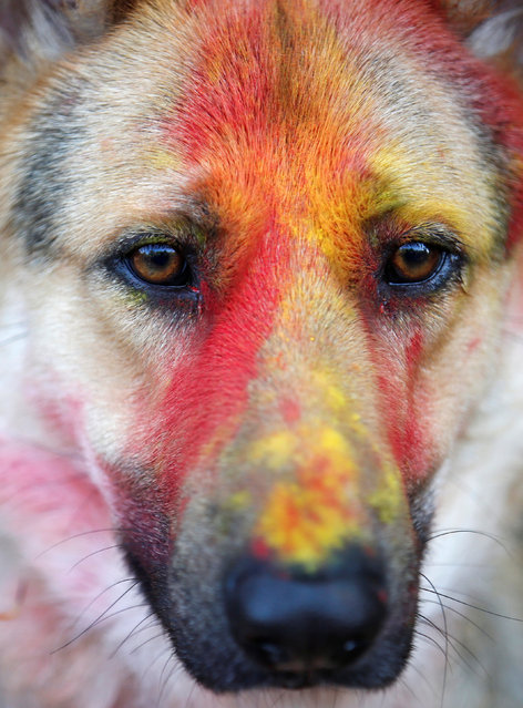 A police dog smeared with vermilion powder is pictured during the dog festival as part of Tihar celebrations, also called Diwali, at the Central Police Dog Training School in Kathmandu, Nepal October 29, 2016. (Photo by Navesh Chitrakar/Reuters)