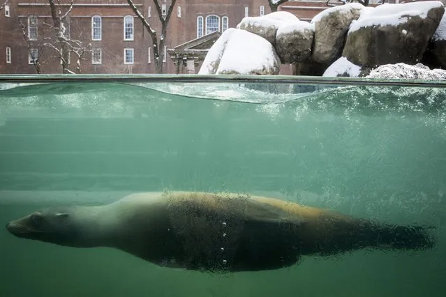 A California Sea Lion swims in the pool at New York's Central Park Zoo following an early morning snowfall January 9, 2015. (Photo by Brendan McDermid/Reuters)