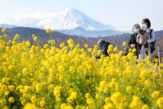 People look at rapeseed as Mount Fuji is seen in background at Azumayama Park in Ninomiya, Kanagawa Prefecture on January 25, 2021. (Photo by JIJI Press via AFP Photo)