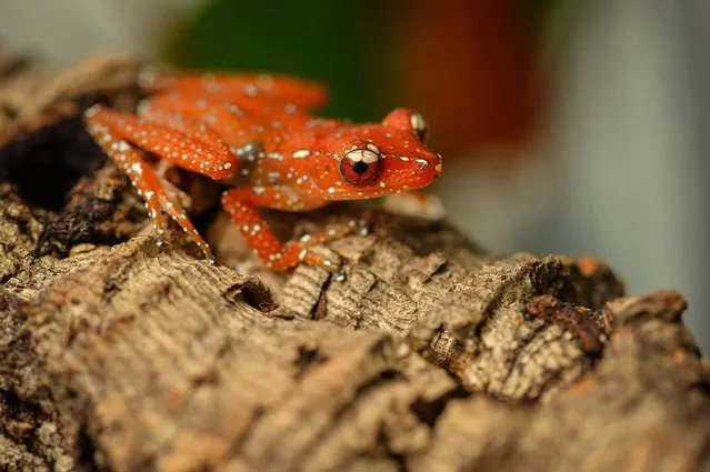Undated handout photo issued by Chester Zoo of a Cinnamon Frog Nyctixalus Pictus, as the rare frogs found in the forests of South East Asia have bred for the first time at Chester Zoo – a European first. Issue date: Thursday January 15, 2015. (Photo by Steve Rawlins/PA Wire/Chester Zoo)