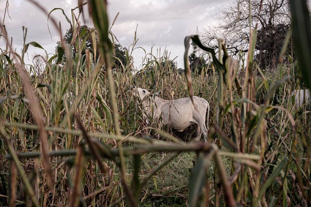 Cattle are left to graze and feed in millet fields that have already been harvested near Ndofane, Kaolack region, Senegal, October 14, 2025. (Photo by Andrea Ferro/AP Photo)