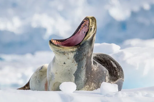 “Leopard Seal – Antarctica”. During a zodiac cruise in Neko Harbour, Antarctica we approach a leopard seal resting on an ice floe. As we came closer his initial indifference to our presence was replaced by a warning growl. He was reminding us that we were the visitors and this was his home – a home where he plays by his own rules. (Photo and caption by Kellie Netherwood/National Geographic Traveler Photo Contest)