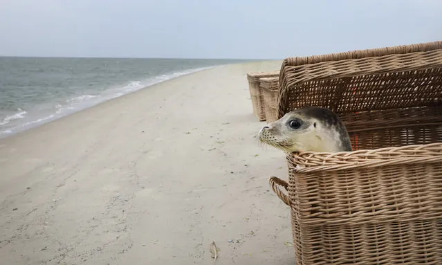 A few month old seal pup “Stoepsel” peeks from its basket before being released into the North Sea on the island of Juist, northern Germany, 09 August 2018. The seal station of Norddeich released four of its about 160 seal pups into the wild. After their mothers have left them, they were raised by seal station workers for some 50 days. (Photo by Focke Strangmann/EPA/EFE)