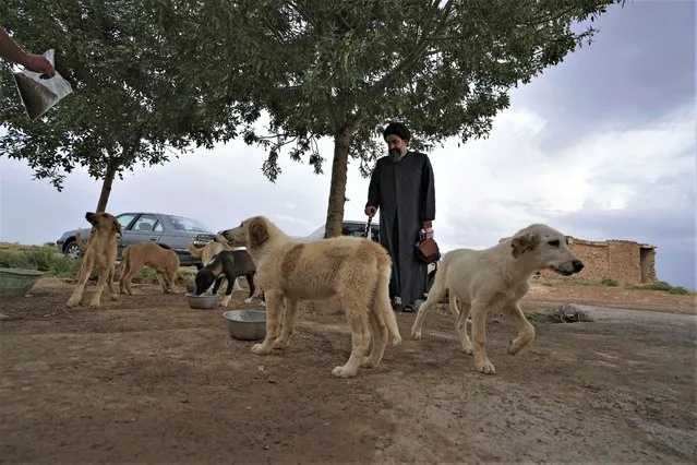 Iranian cleric Sayed Mahdi Tabatabaei looks at stray dogs outside his shelter as they are being fed, outside the city of Qom, 80 miles (125 kilometers) south of the capital Tehran, Iran, Sunday, May 21, 2023.  It's rare these days for a turbaned cleric in Iran to attract a large following of adoring young fans on Instagram, but  Tabatabaei has done it by rescuing street dogs in defiance of a local taboo. (Photo by Vahid Salemi/AP Photo)