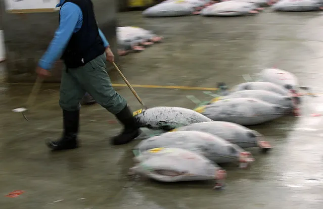 A prospective buyer pulls a frozen tuna during the first auction of the year at Tsukiji fish market  in Tokyo, Tuesday, January 5, 2016. (Photo by Eugene Hoshiko/AP Photo)