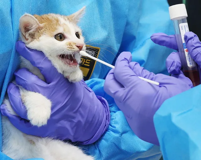 A veterinarian takes a sample from a cat at an animal shelter in Yeoju, southeast of Seoul, South Korea, 01 August 2023, after cats were found to have been infected with a highly pathogenic H5N1 avian influenza strain at shelters in Seoul on 25 and 29 July, marking the first infections of the virus in mammals since 2016. (Photo by Yonhap/EPA)