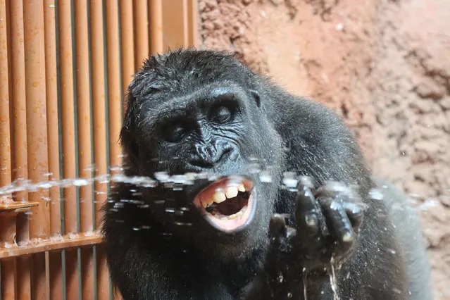 Ajabu the gorilla pulling funny faces while drinking water at Prague Zoo in the last decade of August 2023. (Photo by Lucie Stepnickova/Caters News Agency)