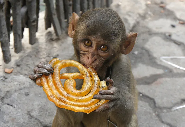 Musafir, a pet monkey, eats a Jalebi sweet on a pavement in Kolkata, India, June 9, 2016. (Photo by Rupak De Chowdhuri/Reuters)