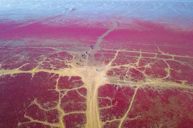This aerial photo taken on September 21, 2023 shows people walking on a beach covered with the plant Suaeda salsa, also known as seepweed or sea-blite, which can turn red in autumn in Yingkou, in China's northeastern Liaoning province. (Photo by AFP Photo/China Stringer Network)