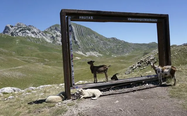 Goats rest in shadow on the Durmitor mountain, Montenegro, Friday, July 15, 2022. Authorities have warned of extremely hot temperatures in Montenegro and the rest of the Balkans. (Photo by Darko Vojinovic/AP Photo)