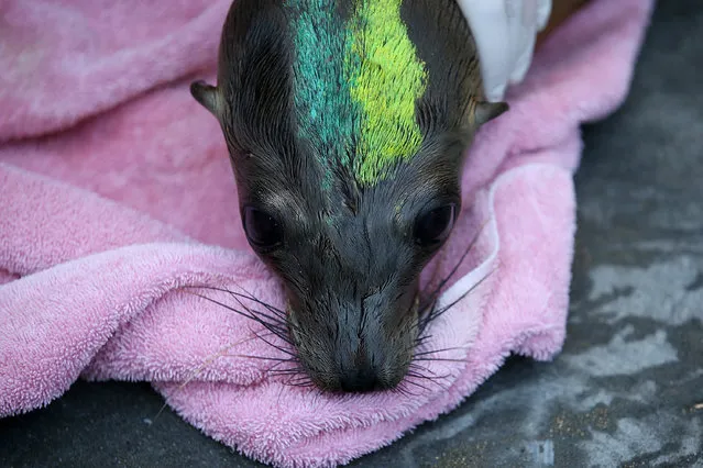 A sick and malnourished sea lion pup undergoes an examination at the Marine Mammal Center on March 18, 2015 in Sausalito, California. For the third winter in a row, hundreds of sick and starving California sea lions are washing up on California shores, with over 1,800 found and treated at rehabilitation centers throughout the state since the beginning of the year. (Photo by Justin Sullivan/Getty Images)