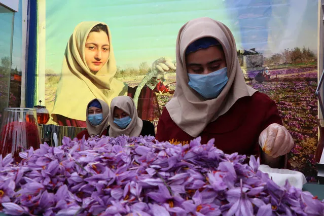 Afghan women sort saffron flowers in Herat, Afghanistan, 11 November 2018. According to reports the saffron industry in the province of Herat has hired more than 5,000 farmers with 40 percent of them being women, to cultivate about 1,000 acres of land (about four square kilometers). The World Bank states that saffron is a lucrative alternative to poppy cultivation while international buyers around the world have been attracted by its good quality including Europe, US, China and India. (Photo by Jalil Rezayee/EPA/EFE)