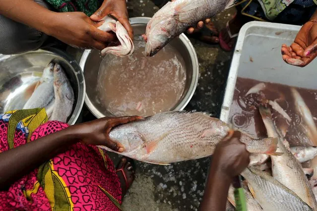 Cooks prepare fish during the attieke and fish festival in Abidjan, Ivory Coast, January 30, 2016. (Photo by Joe Penney/Reuters)