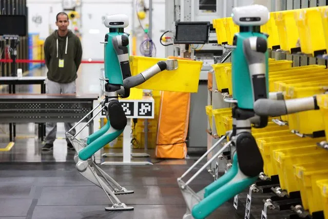 Bipedal robots in testing phase move containers during a mobile-manipulation demonstration at Amazon's “Delivering the Future” event at the company's BFI1 Fulfillment Center, Robotics Research and Development Hub in Sumner, Washington on October 18, 2023. (Photo by Jason Redmond/AFP Photo)