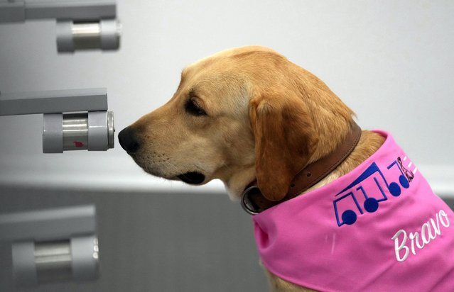 Bravo , a Labrador Retriever sits in front of a sample of human sweat after detecting the COVID-19 coronavirus at a mobile canine unit in Bangkok, Thailand, Thursday, June 17, 2021. Thailand has deployed a canine virus detection squad to help provide a fast and effective way of identifying people with COVID-19 as the country faces a surge in cases, with clusters found in several crowded slum communities and large markets. (Photo by Sakchai Lalit/AP Photo)