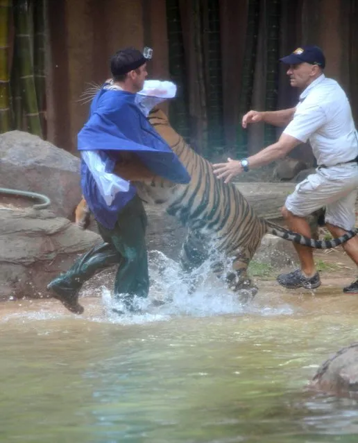 In this photo made on November 26, 2013, a Sumatran tiger leaps on Australia Zoo handler Dave Styles, left, as an unidentified man comes to Styles' aid in an enclosure at the zoo at Sunshine Coast, Australia. Styles who suffered puncture wounds to his head and shoulder was rescued by fellow workers at the zoo. He is recovering following surgery after being airlifted to a hospital. (Photo by Johanna Schehl/AP Photo)