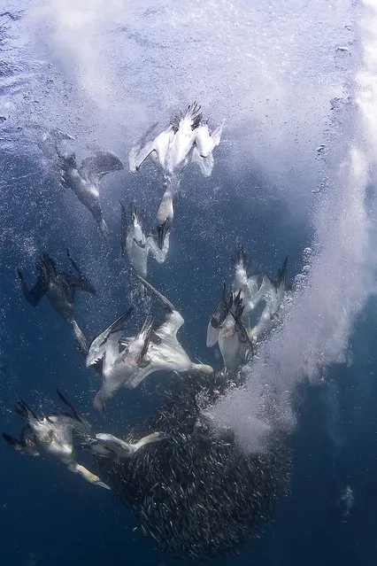 “Gannet Attack”. Cape Gannets diving down to feed on Anchovies that have been driven close to the surface by circling predators of the Wild Coast of the Transkei, South Africa. Photo location: Port St Johns, Wild Coast, Transkei, South Africa. (Photo and caption by Allen Walker/National Geographic Photo Contest)