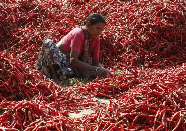 A woman removes stalks from chilli peppers at a farm on the outskirts of Ahmedabad, India February 9, 2016. (Photo by Amit Dave/Reuters)