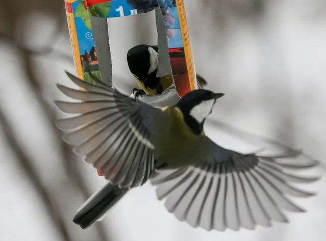 Great tit birds are seen at a feeding rack made from an empty wine carton in a park in Kiev, Ukraine, January 4, 2017. (Photo by Gleb Garanich/Reuters)