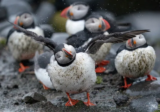 A puffin shakes off the rain on the Farne Islands off the Northumberland coast, near Seahouses, northern England, May 15, 2013. (Photo by Nigel Roddis/Reuters)