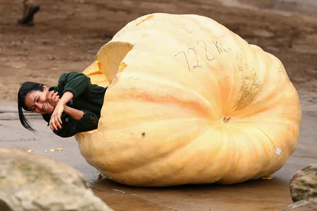 A zoo keeper climbs inside a 728kg giant pumpkin delivered to the elephants enclosure at Taronga Zoo on April 10, 2015 in Sydney, Australia. Taronga Zoo and the Sydney Royal Easter Show partnered together to recycle the giant pumpkins to feed the animals, including Australia's largest ever giant pumpkin weighing in at 728kg. (Photo by Cameron Spencer/Getty Images)