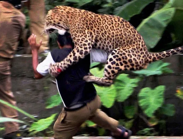 A leopard attacks a forest guard at Prakash Nagar village near Salugara on the outskirts of Siliguri on July 19, 2011. Six people were mauled by the leopard after the feline strayed into the village area before it was caught by forestry department officials. Forest officials made several attempt to tranquilised the full grown leopard that was wandering through a part of the densely populated city when curious crowds startled the animal, a wildlife official said. (Photo by Diptendu Dutta/AFP Photo)