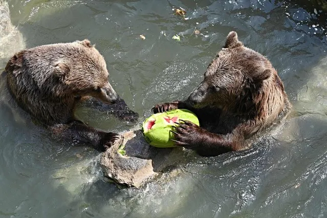 Bears eat a frozen watermelon to cool off at the Rome zoo (Bioparco di Roma) as temperatures reach 37 degrees Celsius on August 16, 2021. (Photo by Andreas Solaro/AFP Photo)